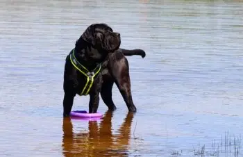 The Top 7 Activity Trackers for Cane Corso Dogs in 2026