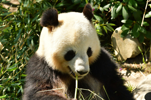 A giant panda resting outdoors at Copenhagen Zoo.