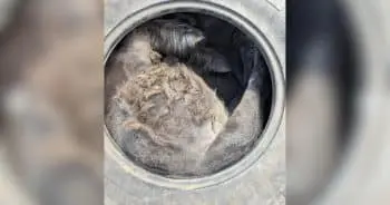 Curious Pony Rescued After Getting Stuck in Tractor Tire in Stoke on Trent