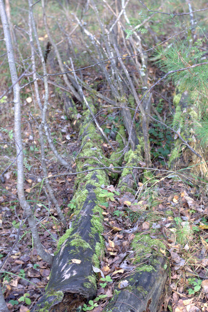 DSC7461-result.jpg