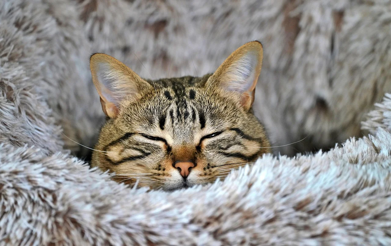 High quality Cute Wallpapers wallpaper by ykaiavu from Pixabay