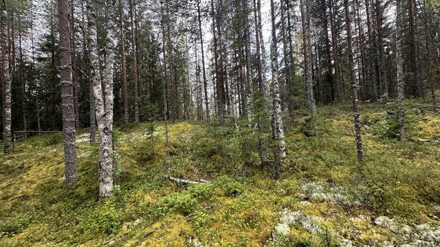 IMG 4789.jpg