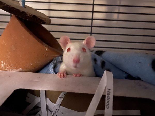 Astro