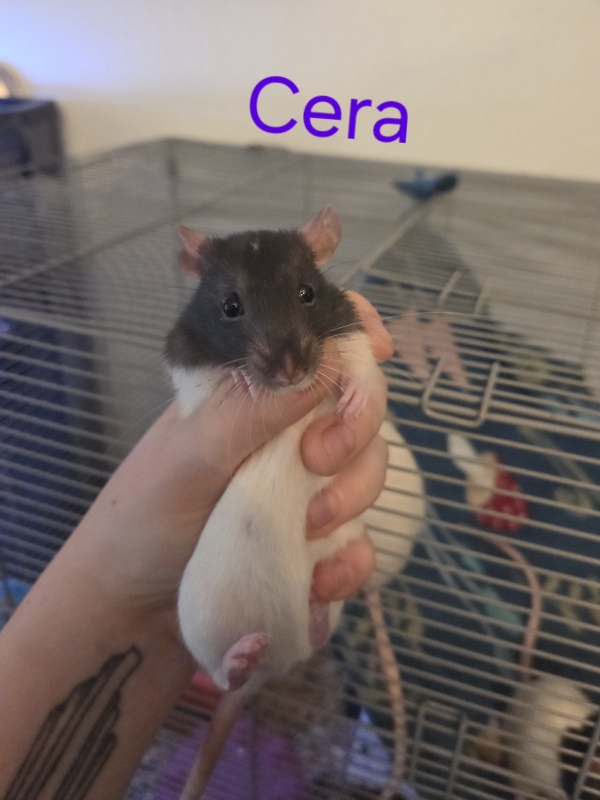 cera2