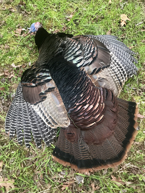 2018 turkey 01