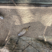 IMG-9796-00