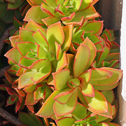 IMG-7001