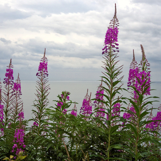 DSCF0207-1.jpg