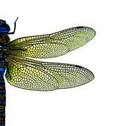 transparent-2-1