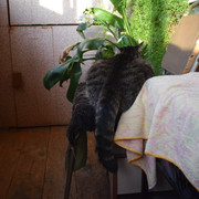 DSC-0733
