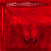 pulpo2