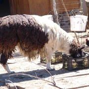 Lhama