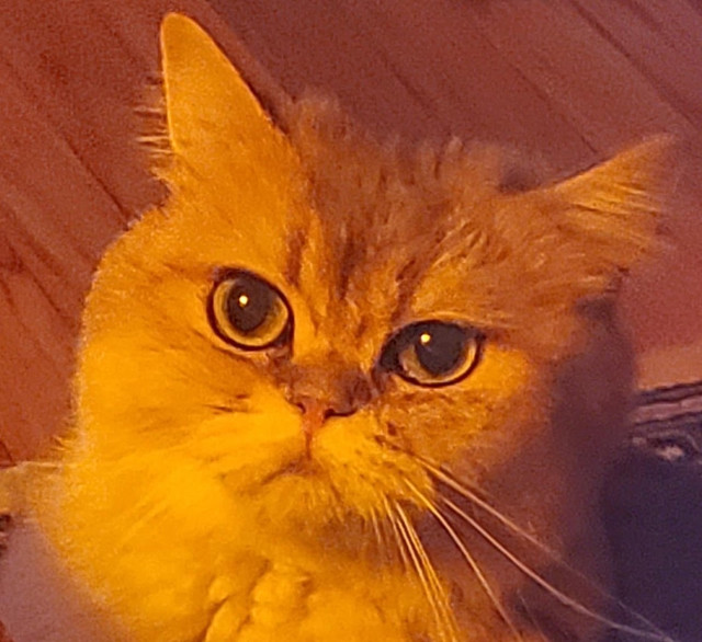cropped chupi.jpg