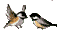 Birds ani.gif