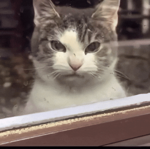 IMG-5995.gif