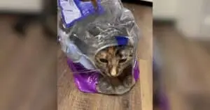 Cat’s Calm Wait Captures Hearts Online