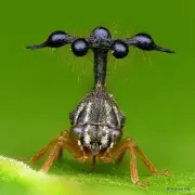 brazilian-treehopper