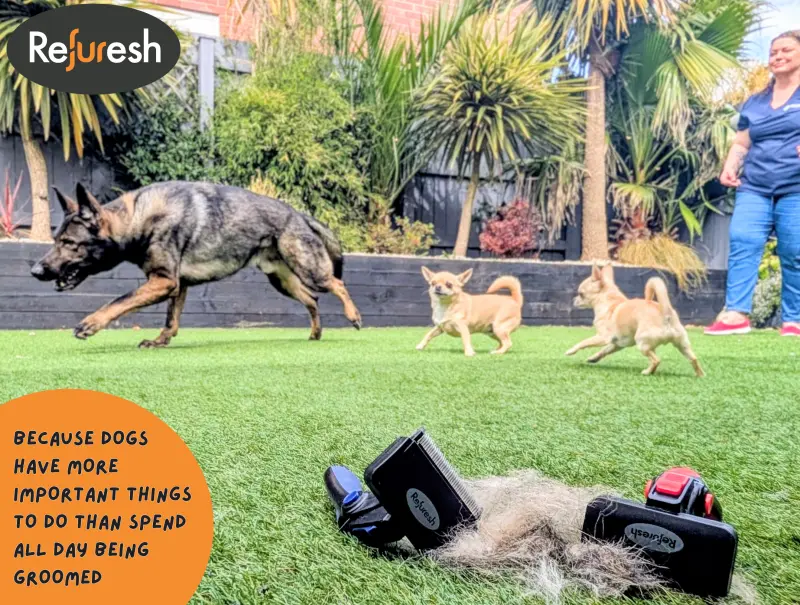 Professional Dog Grooming Made Easy