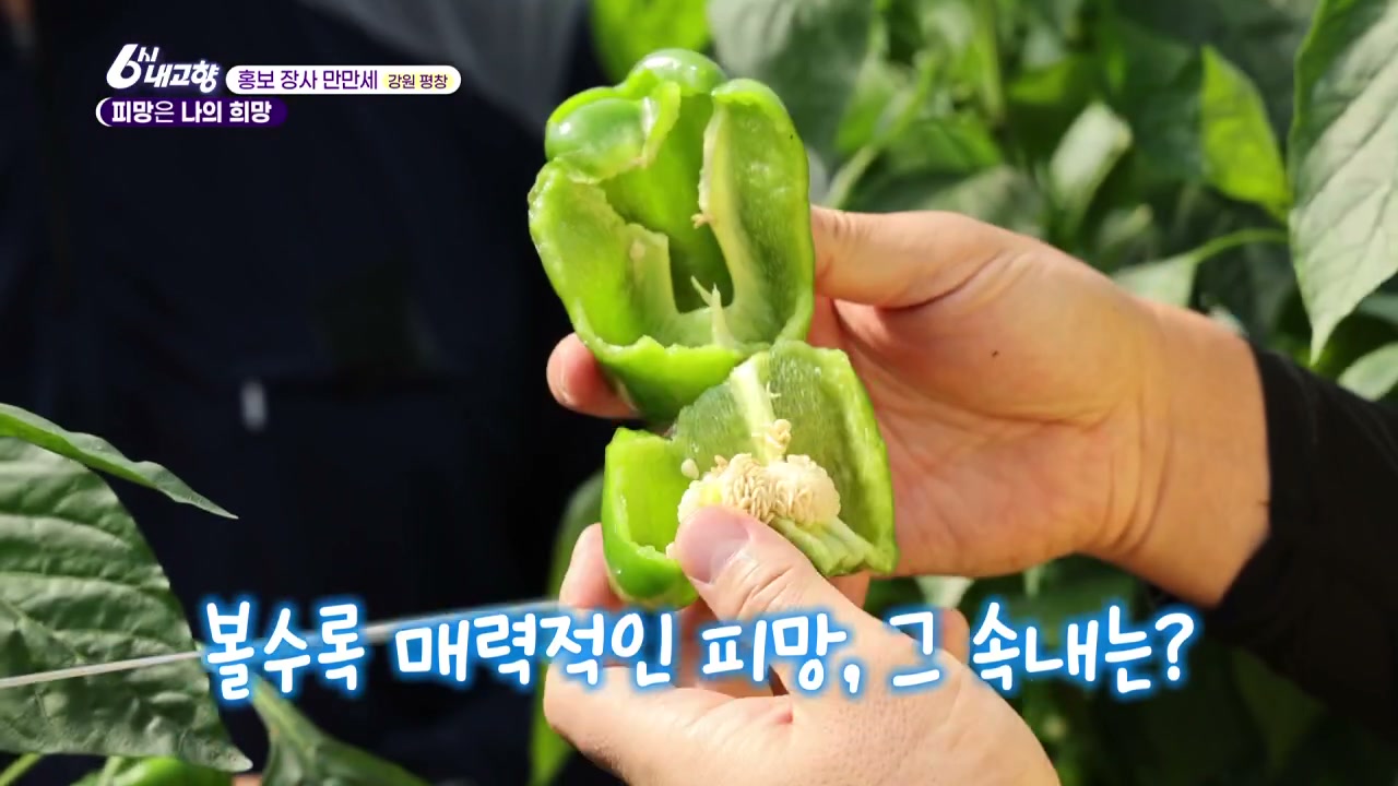 6시내고향 홍보장사만만세 평창 피망 추가 캡처 3