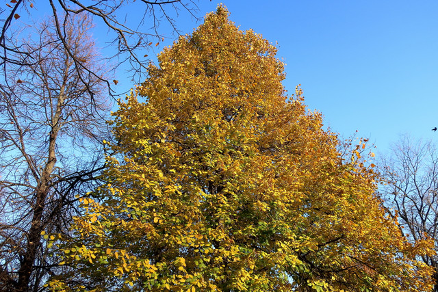 IMG-02720001