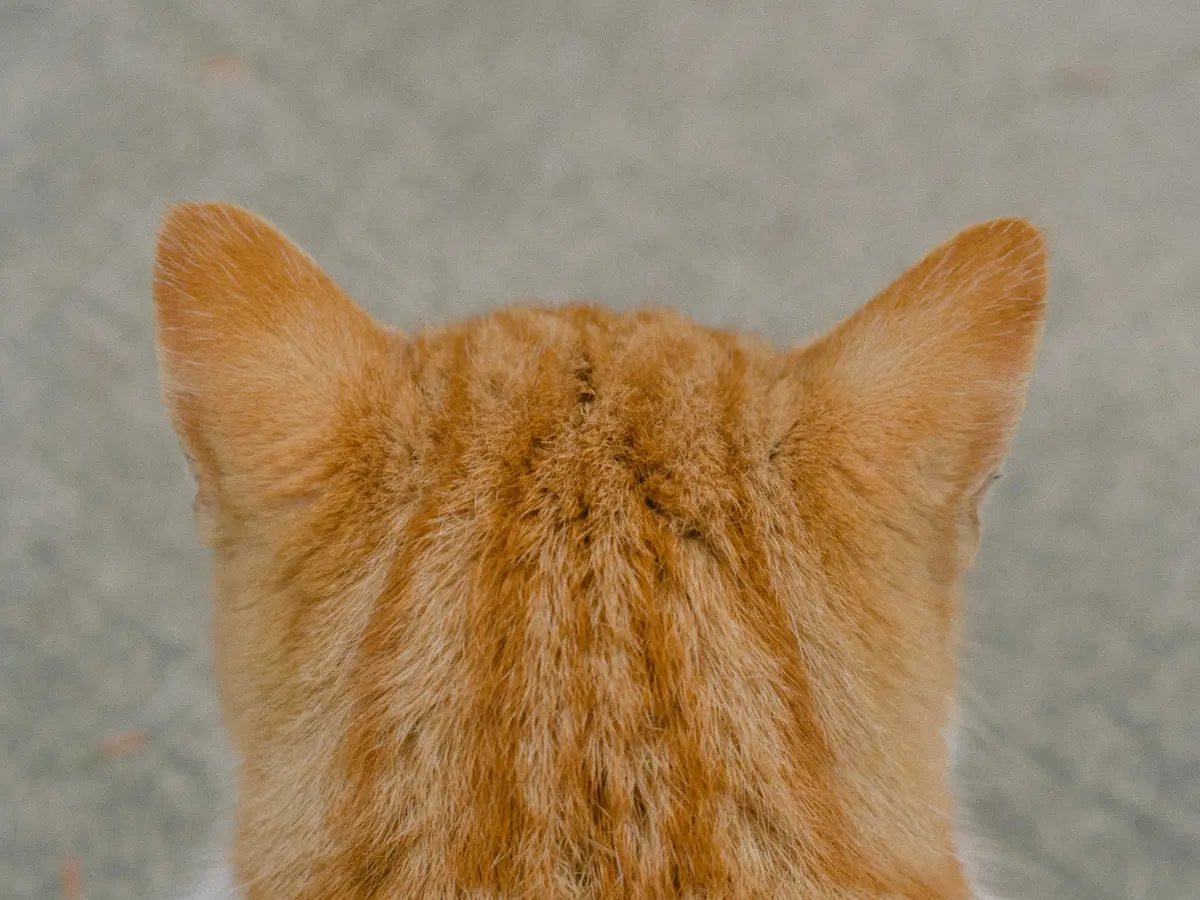 15 Signs Your Cat Is Ignoring You