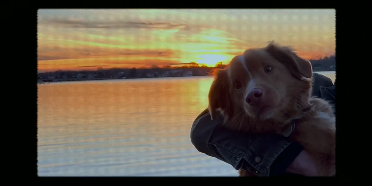 Good Boy Screenshot