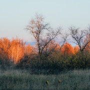 IPB Image