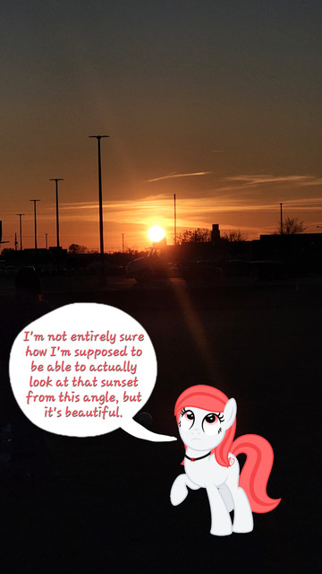Hide Image Admires The Sunset.jpg