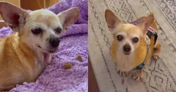 Senior Shelter Dog Shel Finds New Home, Mends Owner’s Broken Heart