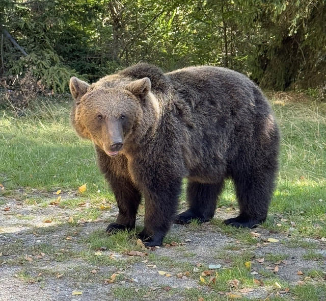Transfagarašan medvjed