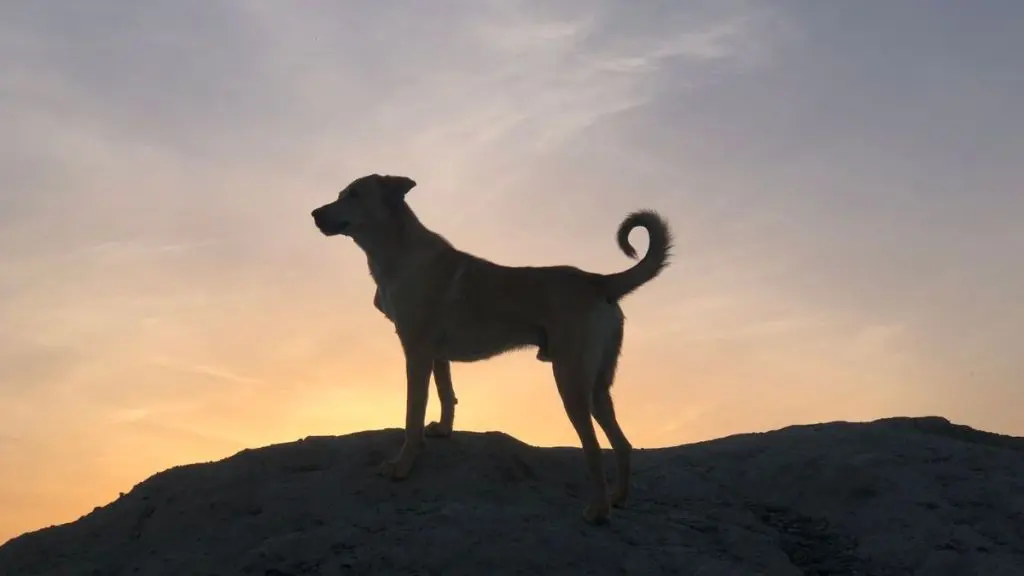 Rewriting the History of Human and Dog Friendship