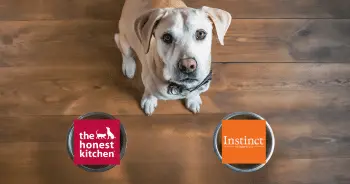 Dog Food Face-Off: The Honest Kitchen vs Instinct
