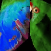 BIRD 1