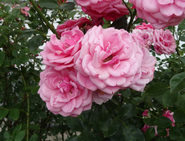 DSC06014-5.jpg