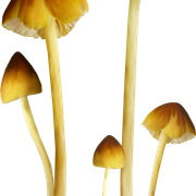 Mushrooms4