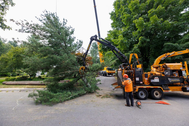 certified arborist tree pruning Double Oak TX