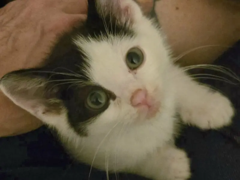 A Different Kind of Wobbly Kitten