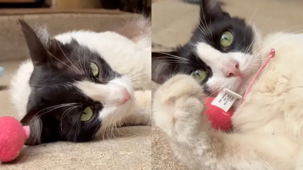 A Stray Cat's Unforgettable First Toy