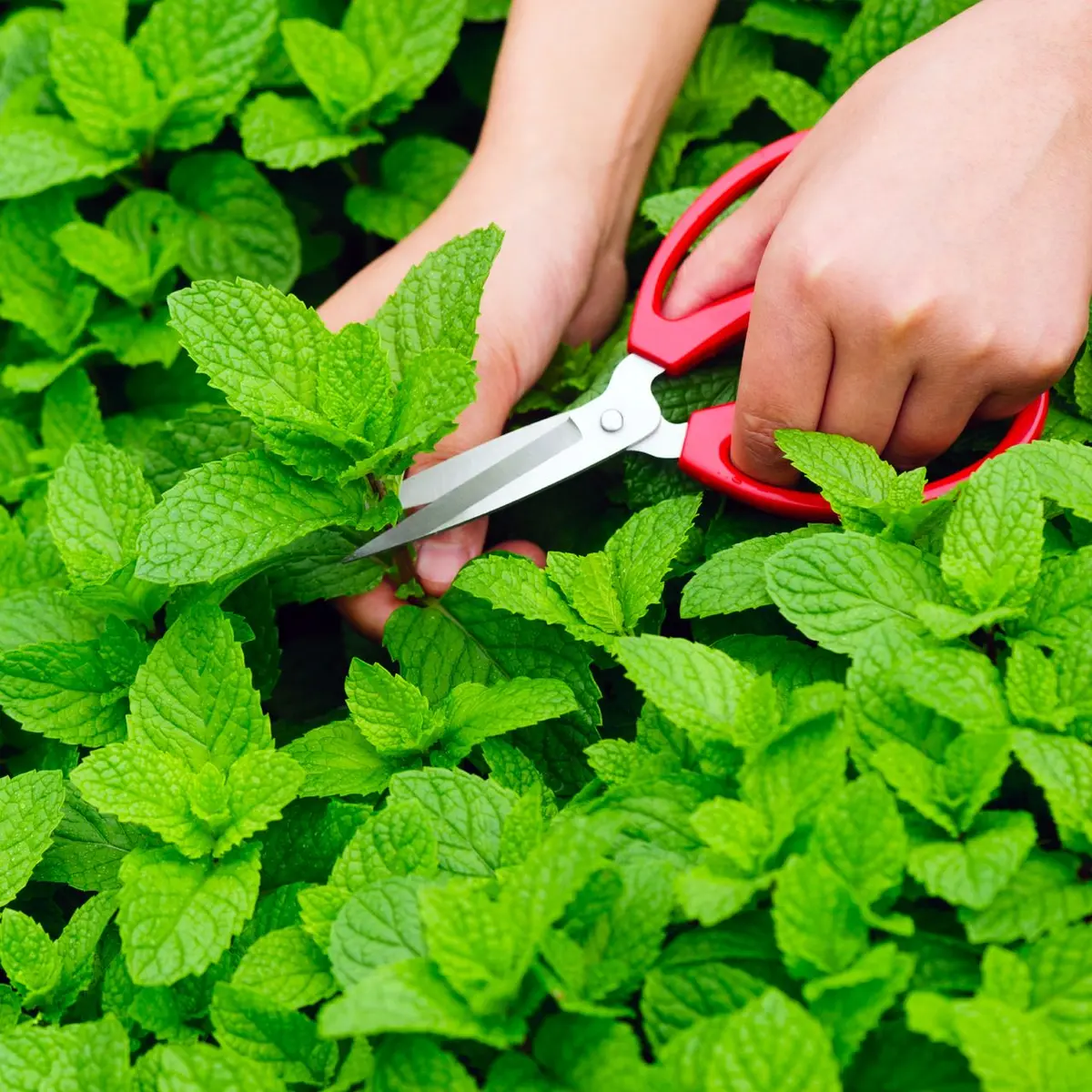 Arome proaspete la îndemână: Ierburi aromatice pentru orice bucătar