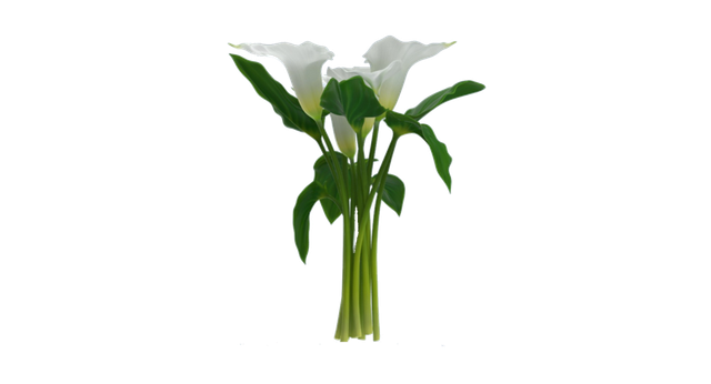 oie-transparent-1.png