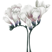 Digital Flower 039