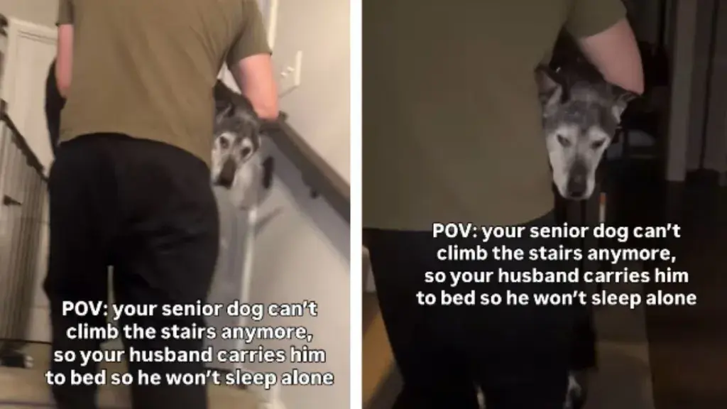 Dad Carries Senior Dog Upstairs So He Doesn't Sleep Alone