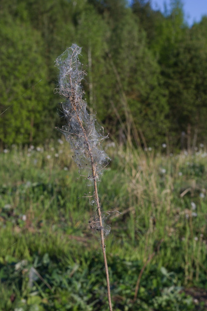DSC3515.jpg