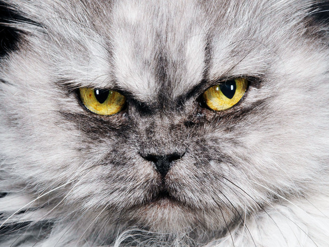 Science-Cats-84873657