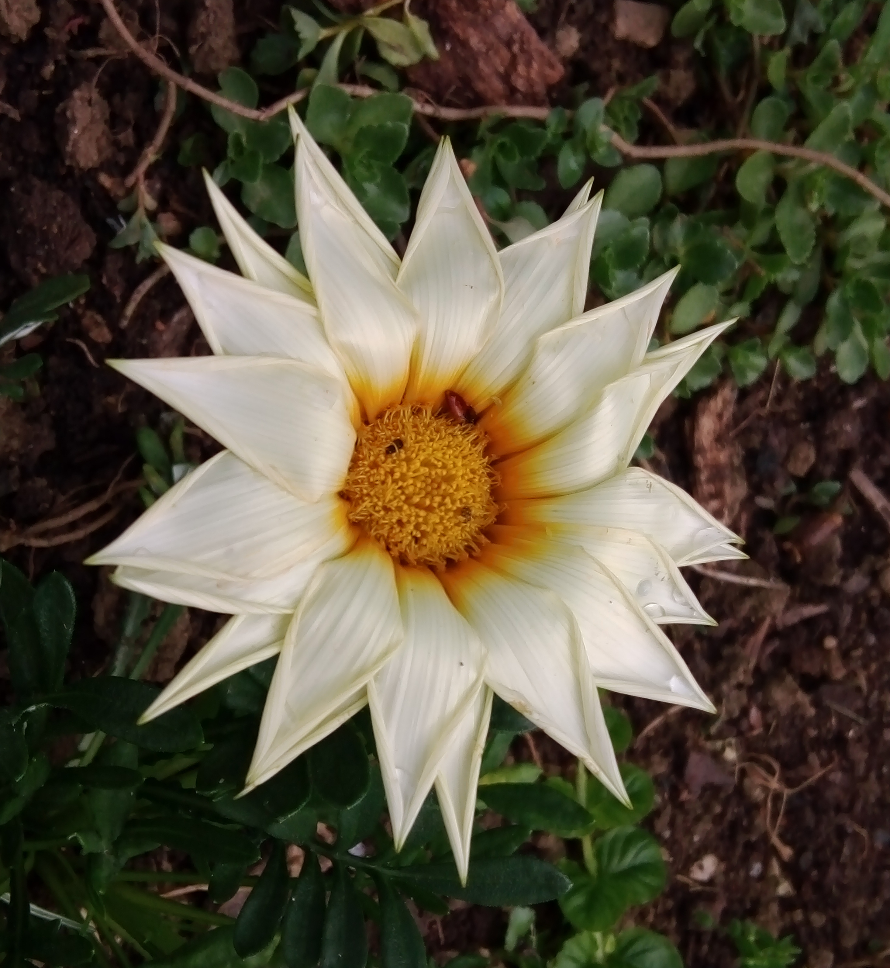 white-flower.jpg