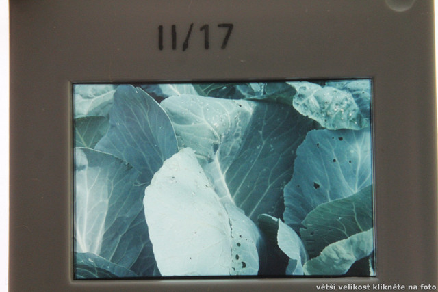 IMG-1170.jpg