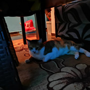 bsh