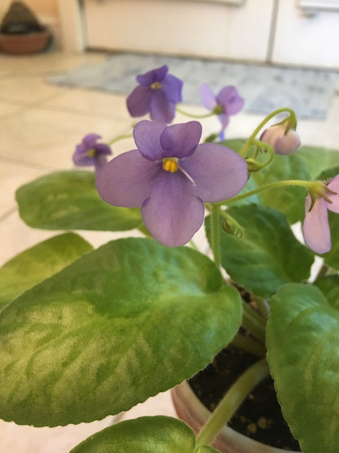Pangani Fallsflower.jpg