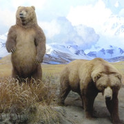 Brown Bear