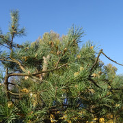 DSC08654-5